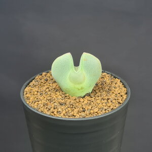 RmtBcEK SB793 Ratelpoort 7.5cm JN^Xc n}~Yi JeB ~^Z EA A 