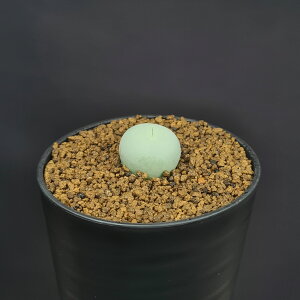 RmtBcEJLX 7.5cm JN^Xc Ő n}~Yi ~^ Z EA A 