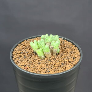 RmtBcE}Mic Wortel, ex Gloser 7.5cm JN^Xc n}~Yi ~^ Z EA A 