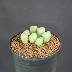 RmtBcE`ErjAG ex PV 7.5cm JN^Xc n}~Yi ~^ Z EA A 