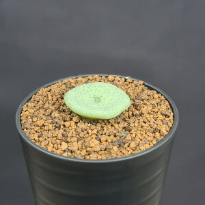 RmtBcENetH CR1423 Vaalhuewal 7.5cm JN^Xc n}~Yi JeB ~^Z EA A 