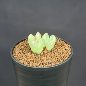 RmtBcErJic Skitterykloof 7.5cm JN^Xc n}~Yi JeB ~^Z EA A 