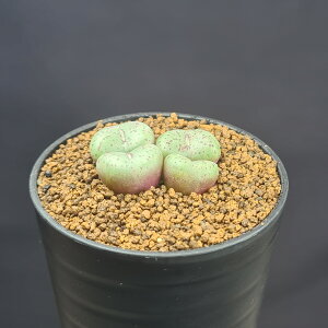 RmtBcEIuRf MtgxQZ HH5142 Vrede 7.5cm JN^Xc n}~Yi JeB ~^Z EA 