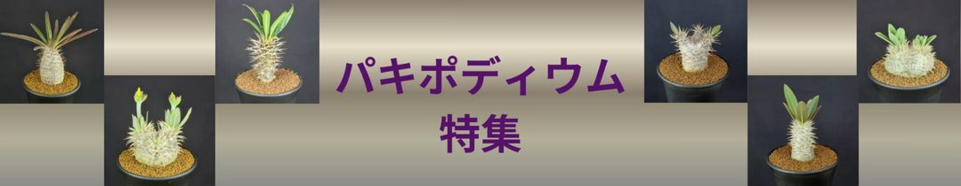 パキポディウム