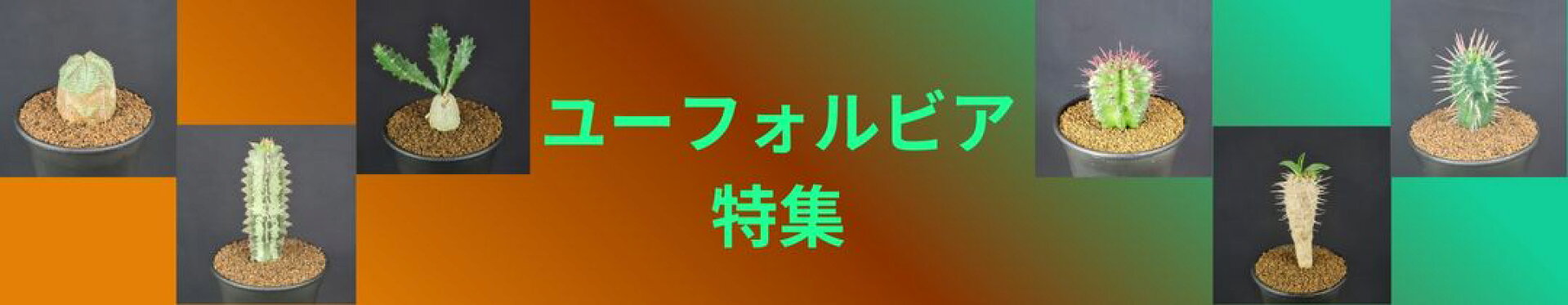 ユーフォルビア特集