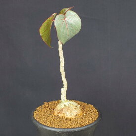 フィカス・ペティオラリス 7.5cm鉢 カクタス長田 クワ科 多肉植物 コーデックス 塊根植物 サボテン 珍奇植物 サキュレントプランツ