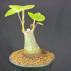 vZEh{obNXEGv`N (E荞݊) 9cm JN^Xc  L^ A R[fbNX 򍪐A A