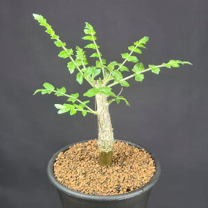 {XEFAElON^ 7.5cm JN^Xc J ̖ ^ A R[fbNX 򍪐A A