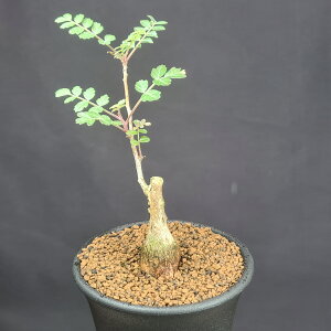 pLRXEfBXJ[ ۂ̖ 7.5cm JN^Xc EV A R[fbNX 򍪐A  A TLgvc