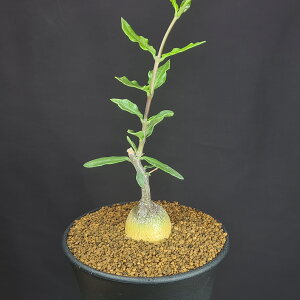 観葉植物 火星人」の人気商品一覧・価格比較 - 価格.com
