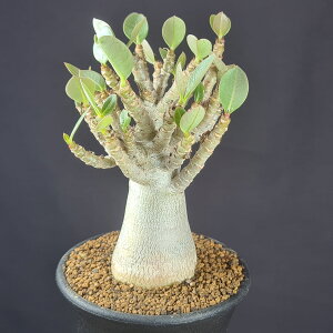 �A�f�j�E���E�A���r�N�� �����X�g�t�H�[�� (�����}��) 7.5cm�� �J�N�^�X���c �����̃o�� �Ɏ} �L���E�`�N�g�E�� �R�[�f�b�N�X �򍪐A��