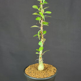 フォークイエリア・ファシクラータ 7.5cm鉢 カクタス長田 フォークイエリア科 夏型 多肉植物 幹模様 コーデックス 塊根植物 珍奇植物