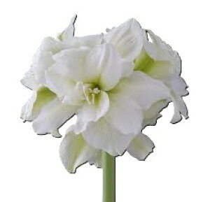 yI_YȂA}XzdzCg TCYI I_ Ȃ }WbN A}X   ̔  K[fjO t[ CeA  ԃMtg  Mtg