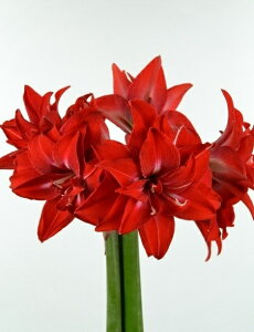 yI_YȂA}Xzd烌bh TCYI I_ Ȃ }WbN A}X   ̔  K[fjO t[ CeA  ԃMtg  Mtg 