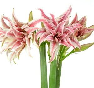 yI_YȂA}XzTCYId   F I_ Ȃ }WbN A}X  ̔  K[fjO t[ CeA  ԃMtg  Mtg 