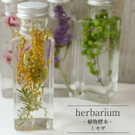 ハーバリウム　角ボトル＜スクエアミニ＞ミモザ2018−植物標本−母の日ギフト【herbarium　Bottle】