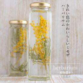 送料無料【herbarium Bottle】ハーバリウムボトル八角ボトルLサイズ【long】花＜ミモザ＞−植物標本−