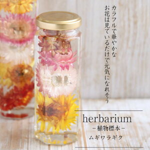 ���������yherbarium Bottle�z�n�[�o���E���{�g�����p�{�g��M�T�C�Y�yMedium�z�ԁ����M�����M�N���|�A���W�{�|