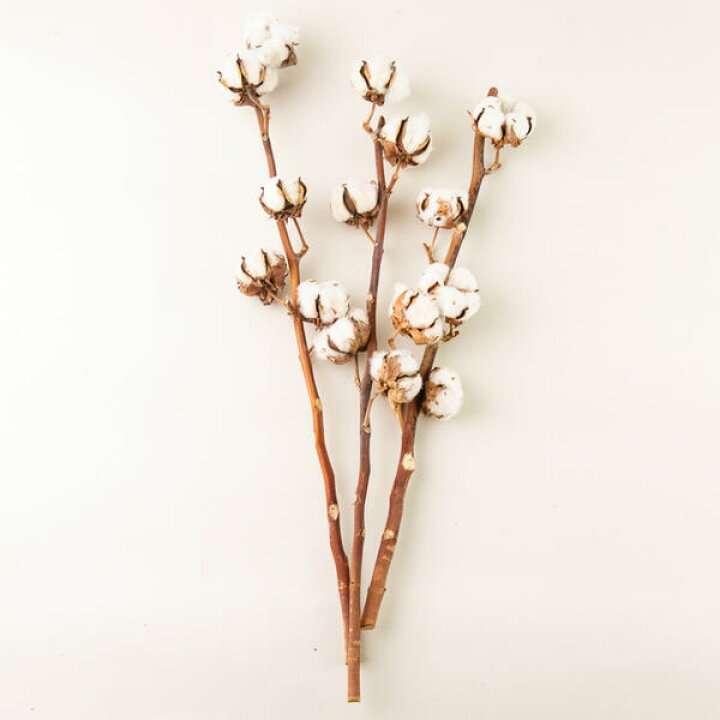 楽天市場 Flower Gift 冬の定番 インテリアフラワーコットンフラワー ホワイト 白 ３本セット ドライフラワー 誕生日記念日 クリスマスプレゼント 綿花 贈り物のお店 カドゥ Cadeaux