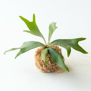 �y���������z���̓��̑��蕨�r�J�N�V�_�ۋʁ������R�E���������݂�ʎd�����u���^�C�v���I�ׂ܂� �ꏊ���Ƃ�Ȃ��C���e���A�O���[���^����