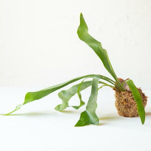 楽天市場 送料無料 父の日の贈り物ビカクシダ苔玉 中 コウモリラン吊り玉仕立か置きタイプが選べます 場所をとらないインテリアグリーン 水苔 贈り物のお店 カドゥ Cadeaux