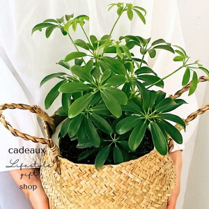 ̓yzCeAO[J|bNoXPbgϗtAVzjJXjɁ^VFt