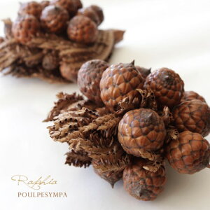 tBAV̎y Raphia z@eBJ|bh@hCt[@؂̎@CeA@VRf