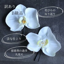 楽天市場】胡蝶蘭 わけありの通販