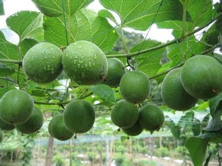 生・羅漢果顆粒 500g １袋 環境科学研究センター 生・羅漢果顆粒 羅漢果 ラカンカ 【北海道・沖縄県を除いて送料無料】【T8】【HS22】  GAIAネット[※]ムソー 環境科学研究センター 羅漢果顆粒ゴールド 500g: 調味料オーガニック＆無添加の総合通販GAIAネット（ガイアネット） 生・羅漢果顆粒  500g ３袋セット　  環境科学研究センター　生・羅漢果顆粒　羅漢果　ラカンカ 【北海道・沖縄県を除いて送料無料】【T8】【HS22】