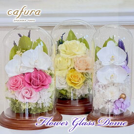 プリザーブドフラワー 胡蝶蘭 ガラスドーム プレゼント お彼岸 お供え花 お供え お祝い 御祝 誕生日 退職 送別 開業 花 妻 母親 義母 結婚記念日 両親 新築祝い 還暦 古希 米寿 傘寿 卒寿 白寿 百寿 祝い 古希祝い 贈り物 お彼岸 喜寿 祝い ブリザードフラワー