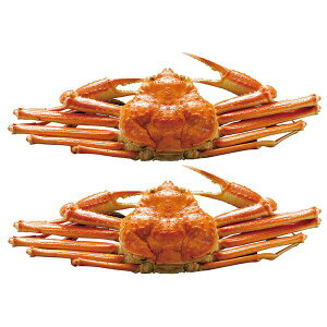 {C킢Ɏp Mtg 蕨 yYz[24]