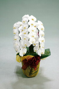 hV̓ ӒO{()yӒ 3{  R`E  z