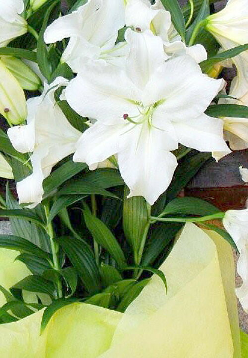 3300円 熱い販売 カサブランカ 花 切花 10本 送料込 敬老の日 誕生日