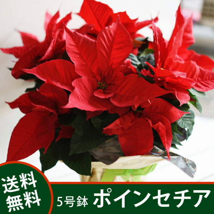 楽天市場 花 鉢花 ポインセチア 鉢花 5号鉢 お歳暮 クリスマス 赤 冬ギフト フラワーショップ カレラ