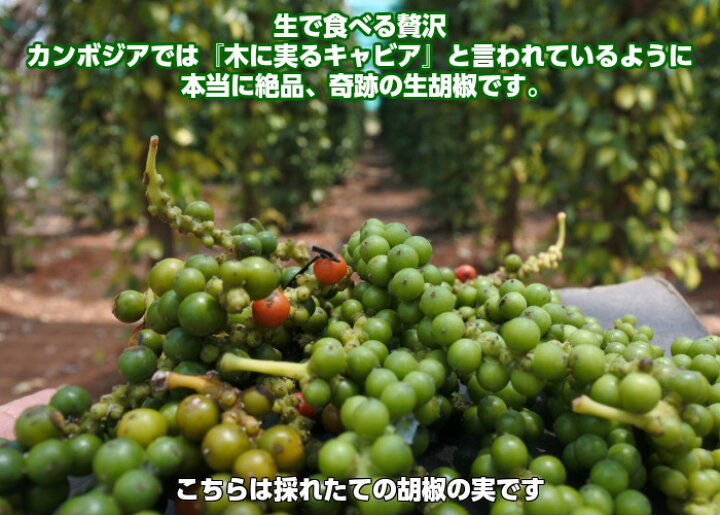楽天市場 生コショウ 塩漬け こしょう コショウ 胡椒 71g 2 142g ブラックペッパー ホール 生こしょう 粒 生胡椒粒胡椒 つぶ胡椒 黒こしょう Sela Pepper おすすめ 大容量 最高級品 スパイス ハーブ 香辛料 フェアトレード 黒胡椒 幻の胡椒 送料無料