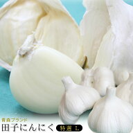 エントリーでポイント5倍 青森県産 田子 にんにく 特選Lサイズ 送料無料 2026年度産 【田子町産にんにく …