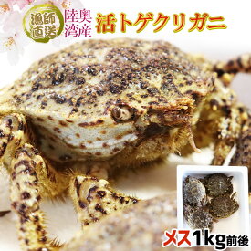 活きたまま出荷 【トゲクリガニ 1kg前後 4-6杯】メス限定 青森陸奥湾産 送料無料 活カニ 桜蟹 花見蟹 とげくりがに 蟹 桜まつり お花見 宴会 トゲクリガニ とげくりかに [※冷蔵便][※産地直送のため同梱不可]