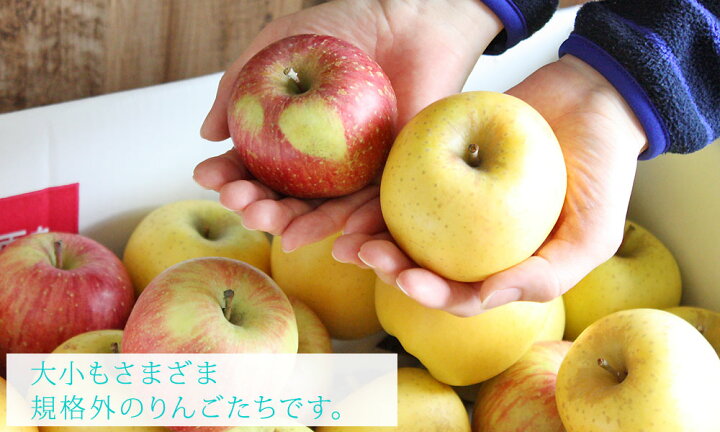 楽天市場 りんご 訳あり 10kg 送料無料 規格外品 大小混合 青森県産 訳あり りんご10kg 加工用 バラ詰め2段 36 65玉 アウトレット りんごジュース スムージー リンゴ 林檎 アップル 青森りんご 産地直送のため同梱不可 Gold かめあし商店