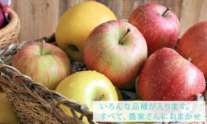 楽天市場 りんご 訳あり 10kg 送料無料 規格外品 大小混合 青森県産 訳あり りんご10kg 加工用 バラ詰め2段 36 65玉 アウトレット りんごジュース スムージー リンゴ 林檎 アップル 青森りんご 産地直送のため同梱不可 Gold かめあし商店