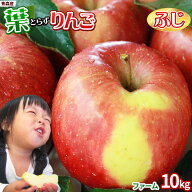 エントリーでポイント5倍 葉っぱの影は甘さのサイン 【葉とらずりんご ふじ10kg ファーム】 家庭用(26-46…