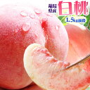 エントリーでポイント5倍 本場の 白桃 贈答用 秀品 送料無料 【福島県産 白桃 1.5kg前後】（5-7玉） エコファーマー ふくしま土壌ネットワーク 桃の会 農家直送 献上桃 フルーツ もも モモ ピーチ ギフト[産地直送のため同梱不可]