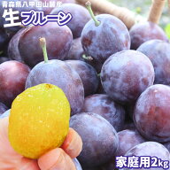 エントリーでポイント5倍 フレッシュ生 プルーン 【青森県産 生プルーン 2kg】家庭用 送料無料 フレッシ…