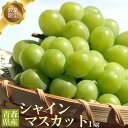 エントリーでポイント5倍 青森県産 【青森県産 ぶどう シャインマスカット 1kg前後】2－3房 家庭用 送料無料 訳アリ マスカット 平川市 今井農園 ブドウ 農家直送 [※当店他商品との同梱不可]