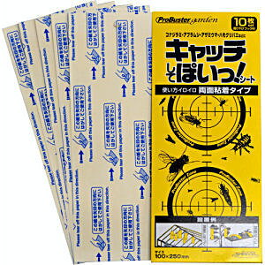 Lb`Ăۂ V[g 10 SHIMADA g낢 ʔS^Cv y䂤pPbgΉz