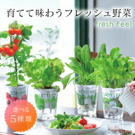 フレッシュフィール 野菜 栽培セット 葉野菜 ミニトマト ラディッシュ ホウレンソウ レタス ベビーリーフ…