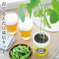 育てるえだ豆栽培キット 栽培セット えだ豆 枝豆 かわいい おつまみ ビール 盆栽 栽培 観葉植物 鑑賞用植…