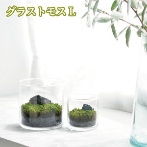 �O���X�g���X L �� �e�����E�� �L�b�g ��Ă� ���񂽂� �W�I���} �q�[�����O �� �����b�N�X �J�^ ���R���� �C���e���A �A�� ��Ă� �ȒP �K�[�f�j���O �v���[���g ���� ����y � 992888