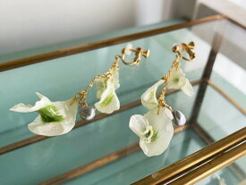 楽天市場 ラナンキュラス苗の通販