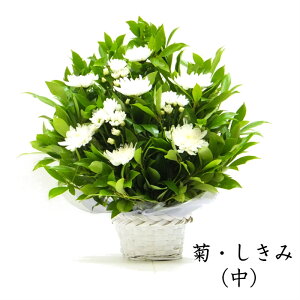 eƂ݁Eт̃AWij   l\  O @v @