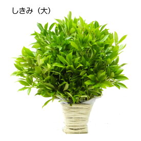 楽天市場 お供え 花 しきびの通販 楽天市場 お供え 花 しきびの通販